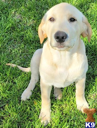club4paws Picture 3